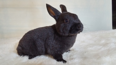 2台まとめ買い うさぎ 2 2匹のネザーランドドワーフが入店しました‼︎ | 札幌のうさぎ専門店